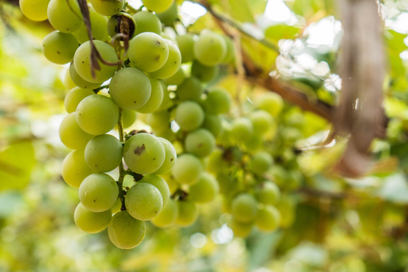 Sony E 35mm F1.8 OSS sample photo. Branch, food, fruits photography