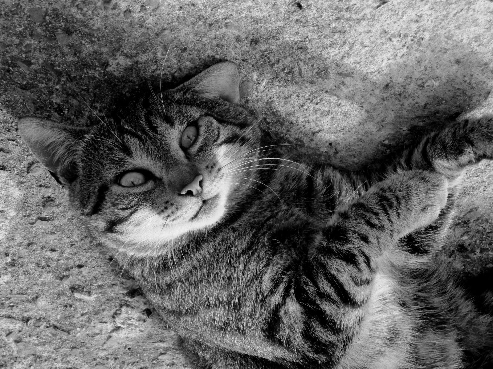 Canon IXUS 185 sample photo. Cat, feline, cute photography
