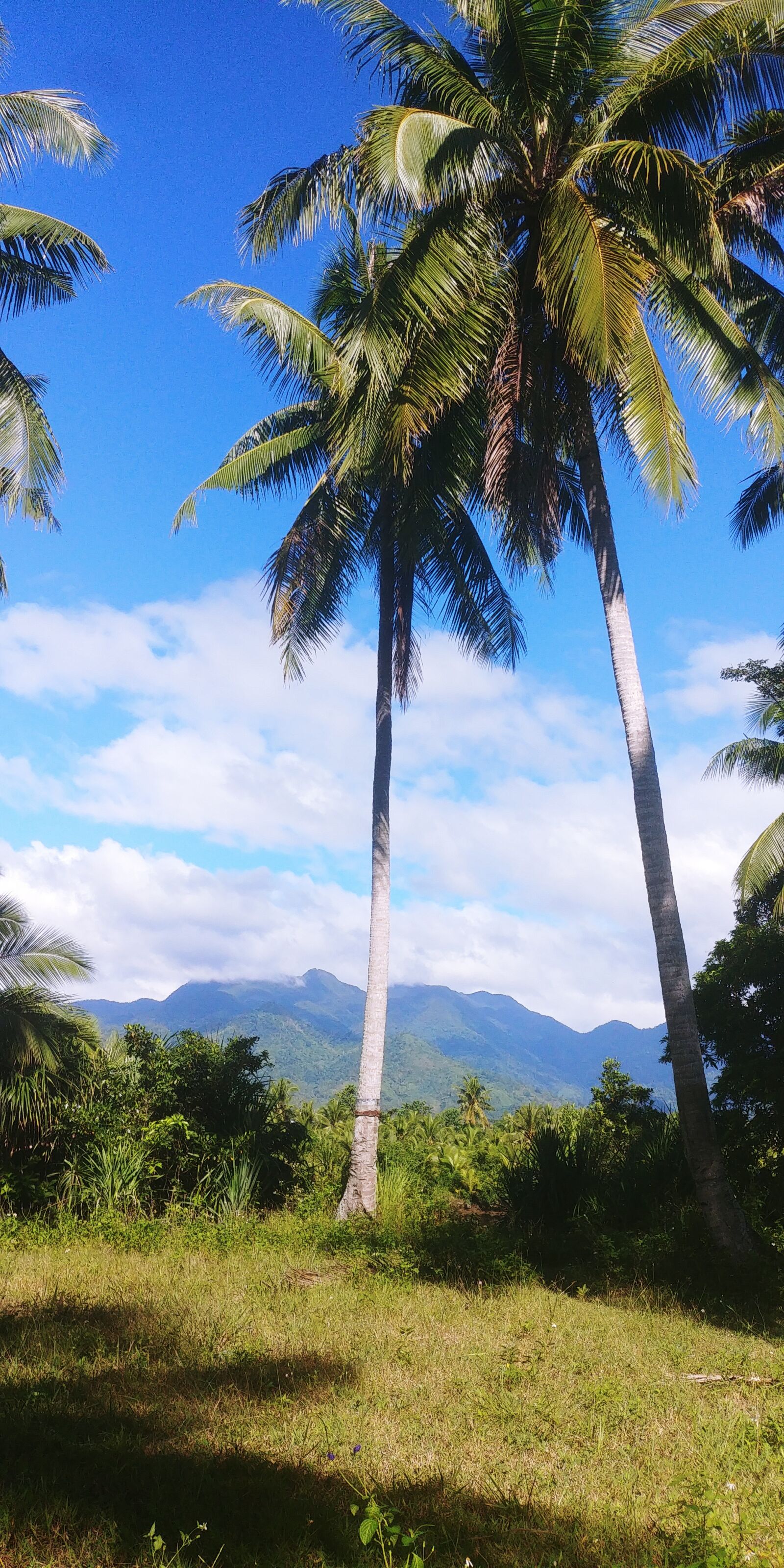 LG G6 sample photo. Philippines, palm trees, coconut photography