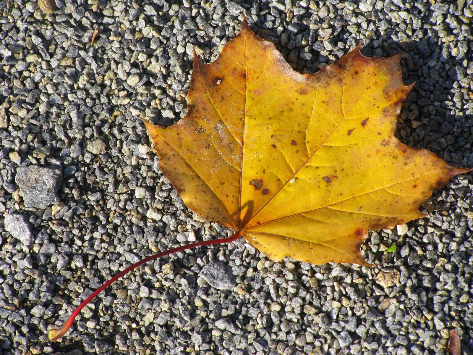 Canon POWERSHOT SX100 IS sample photo. Leaf, maple, close up photography