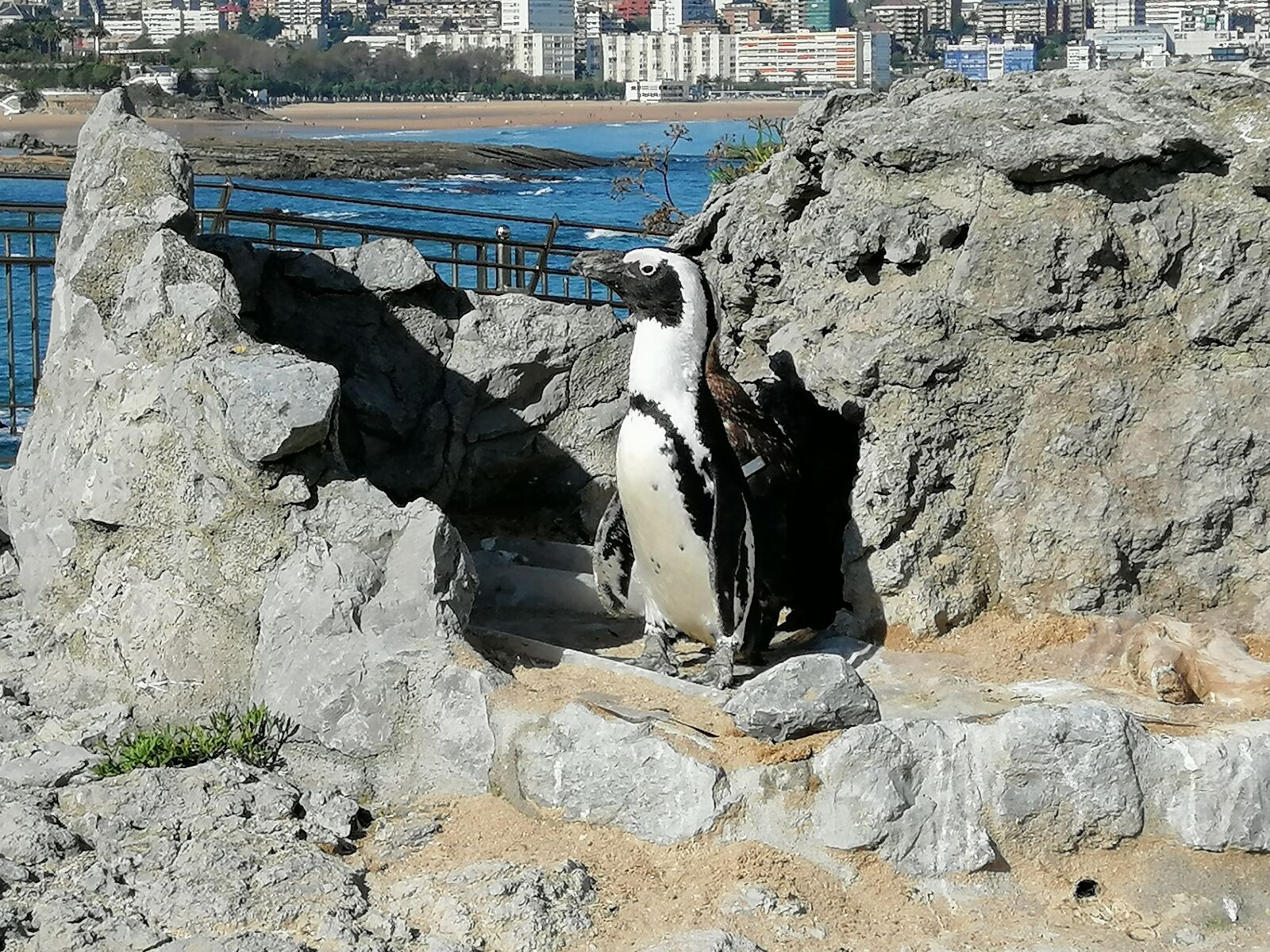 HUAWEI SNE-LX1 sample photo. Penguin, spain, animal photography