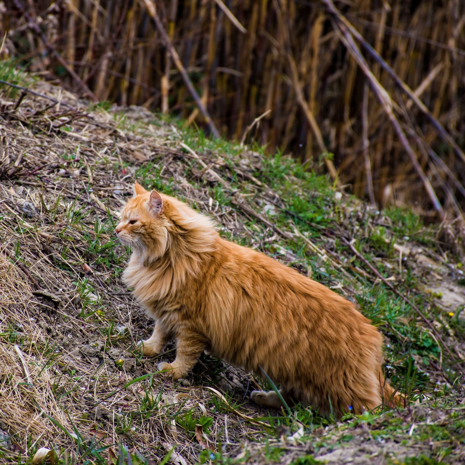 Nikon D5600 sample photo. Cat, feline, feral photography