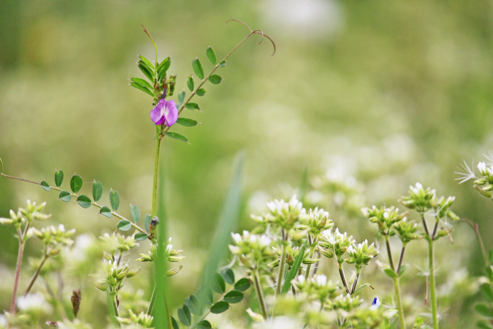 Canon EOS 700D (EOS Rebel T5i / EOS Kiss X7i) sample photo. Spring meadow, coupling, nature photography