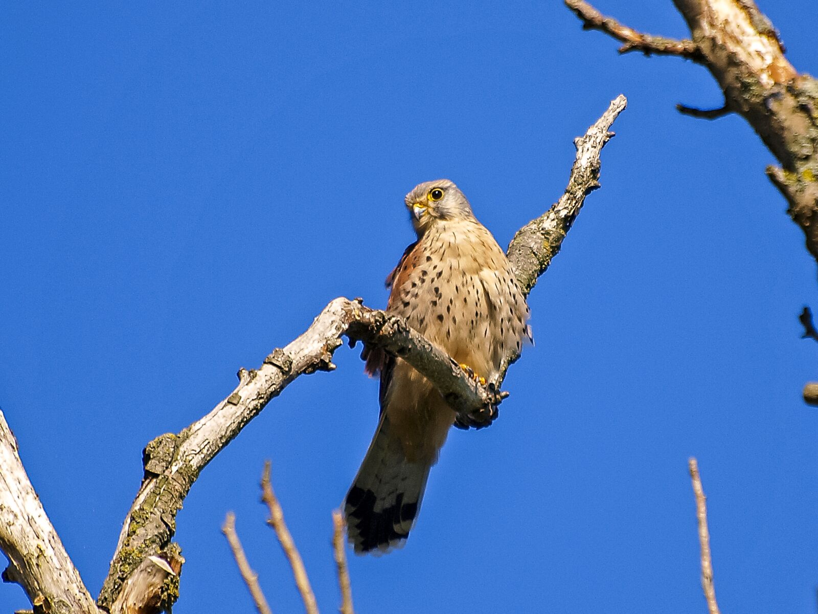 Olympus E-3 sample photo. Kestrel, falcon, raptor photography