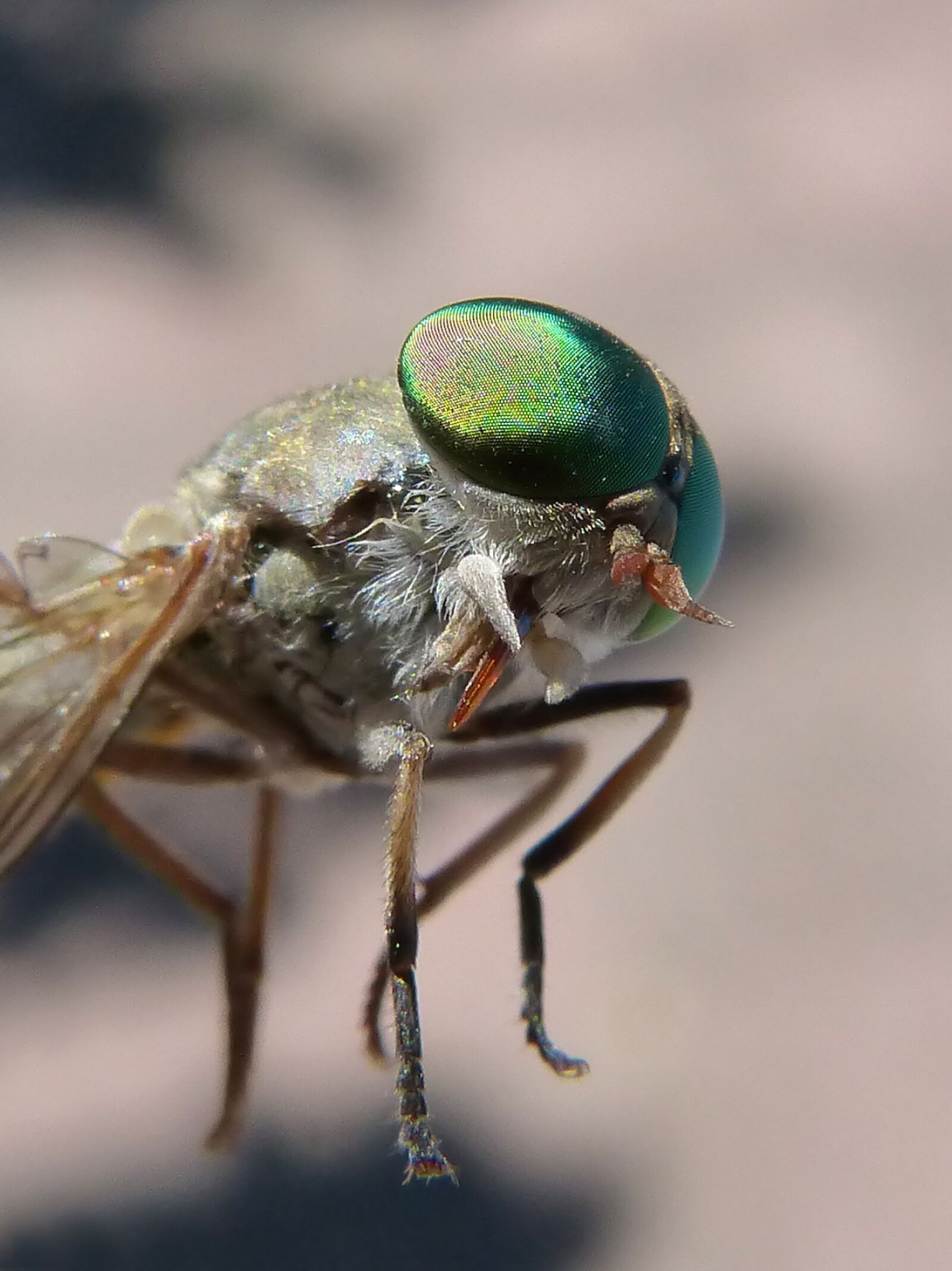 Panasonic DMC-FZ62 sample photo. Horsefly, compound eye, tabanid photography
