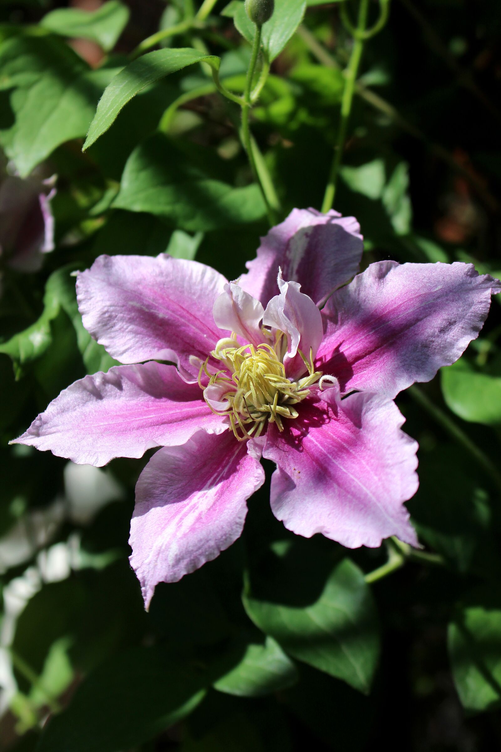 Canon EOS 700D (EOS Rebel T5i / EOS Kiss X7i) sample photo. Clematis, flower, light and photography