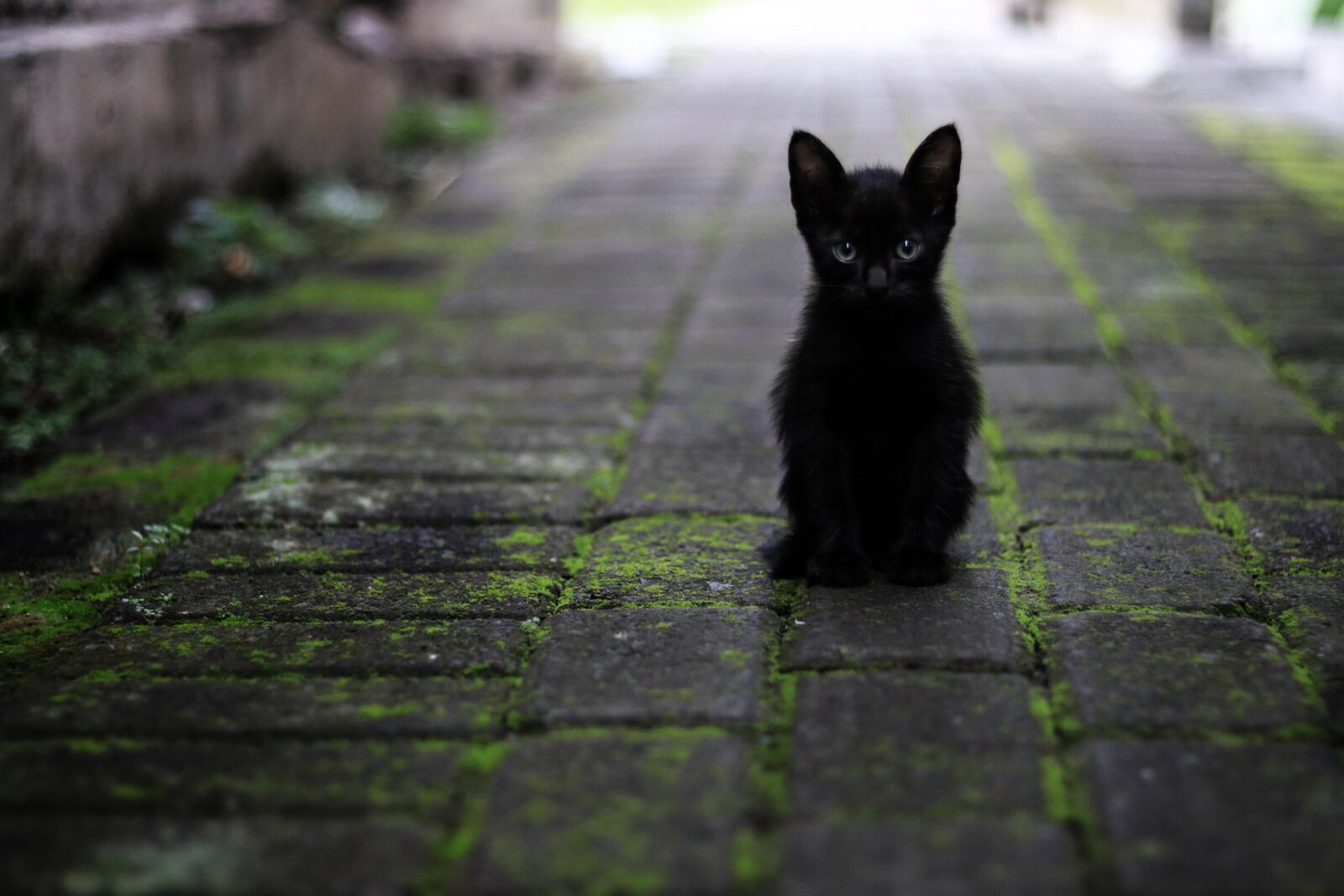 Canon EOS 80D + Canon EF 50mm F1.8 STM sample photo. Cat, black, animals photography