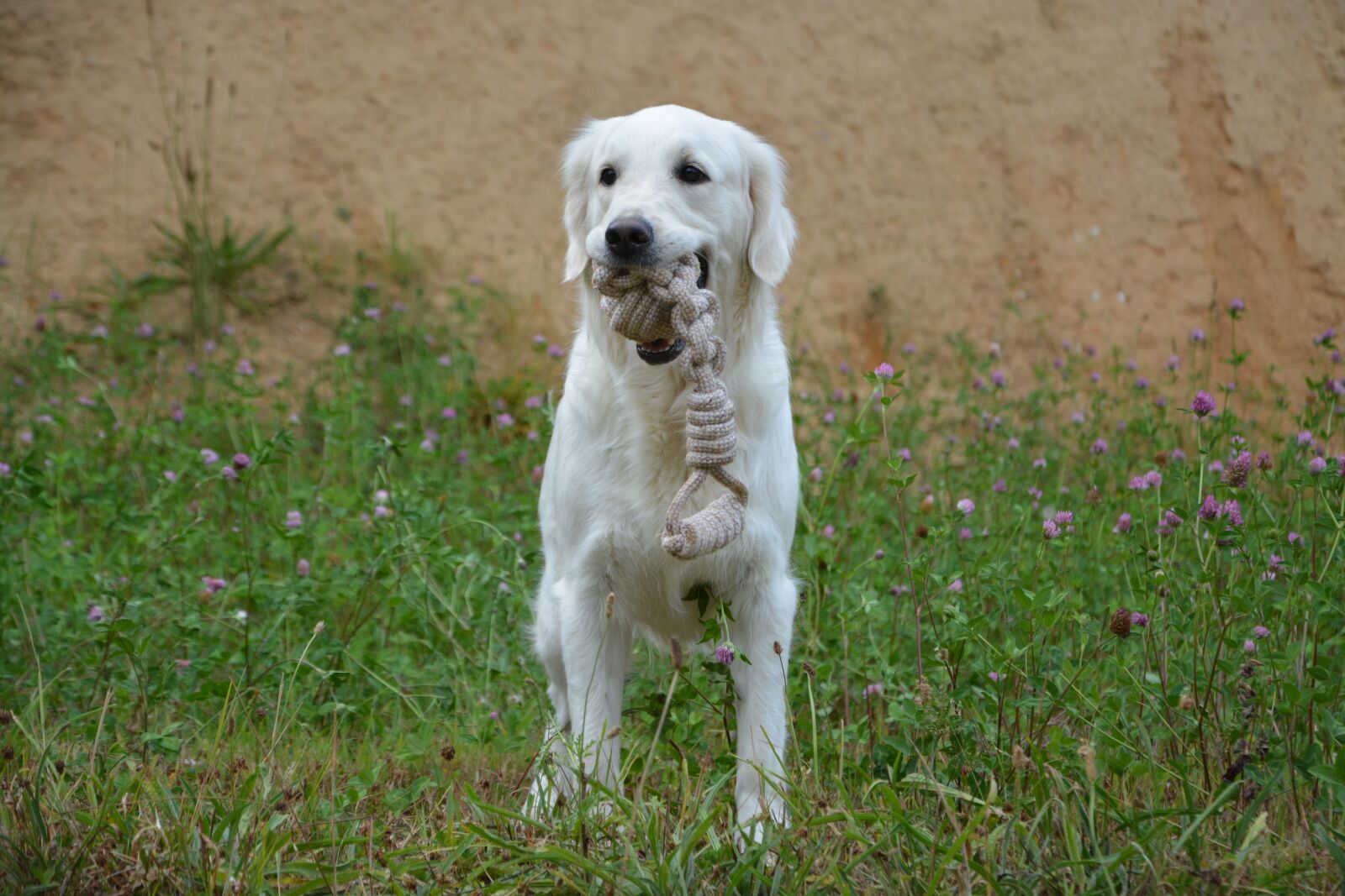 Nikon D5200 sample photo. Dog, dog with game photography