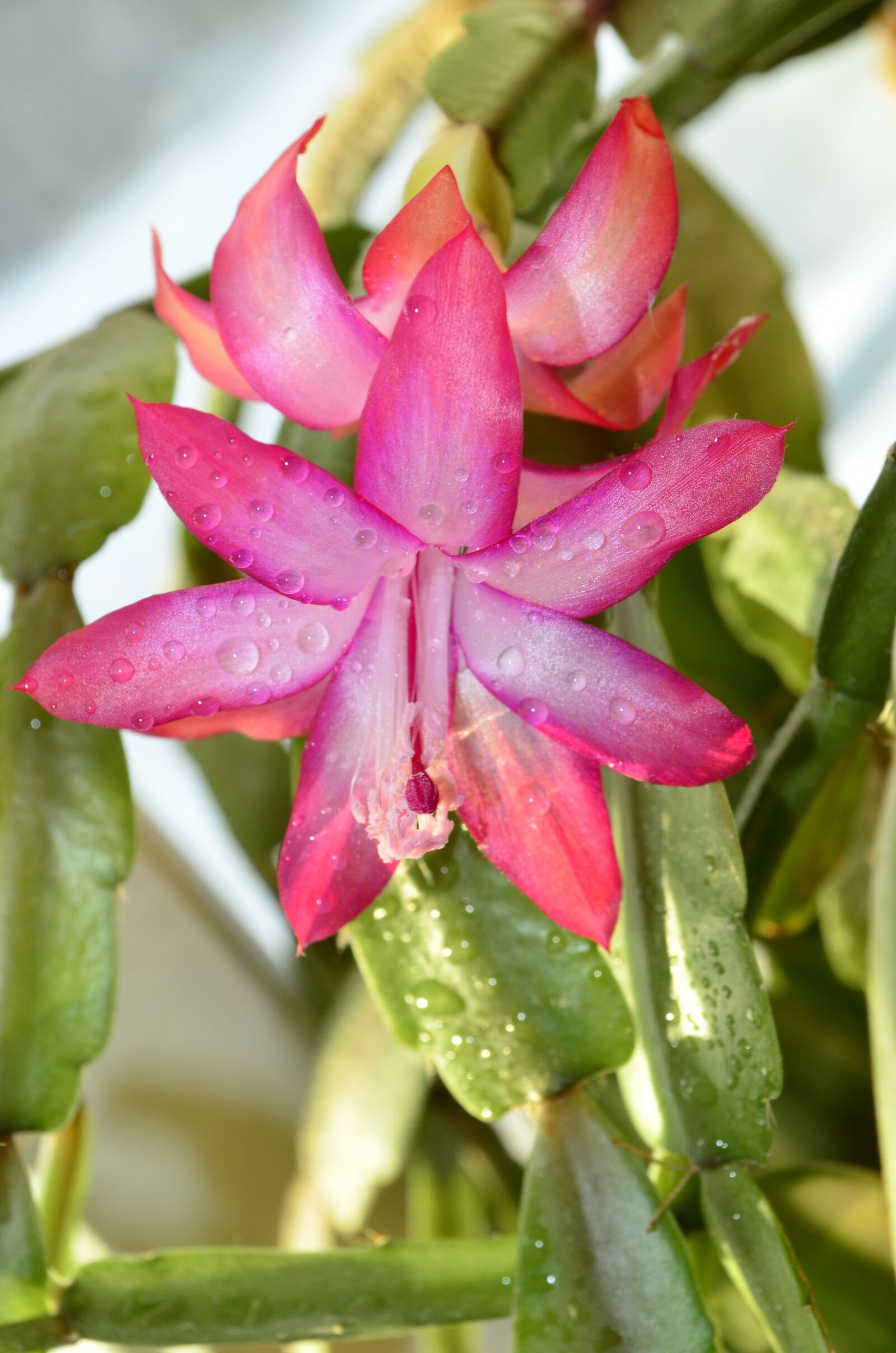 Nikon D5100 sample photo. Decembrist, zigokaktus, winter flower photography