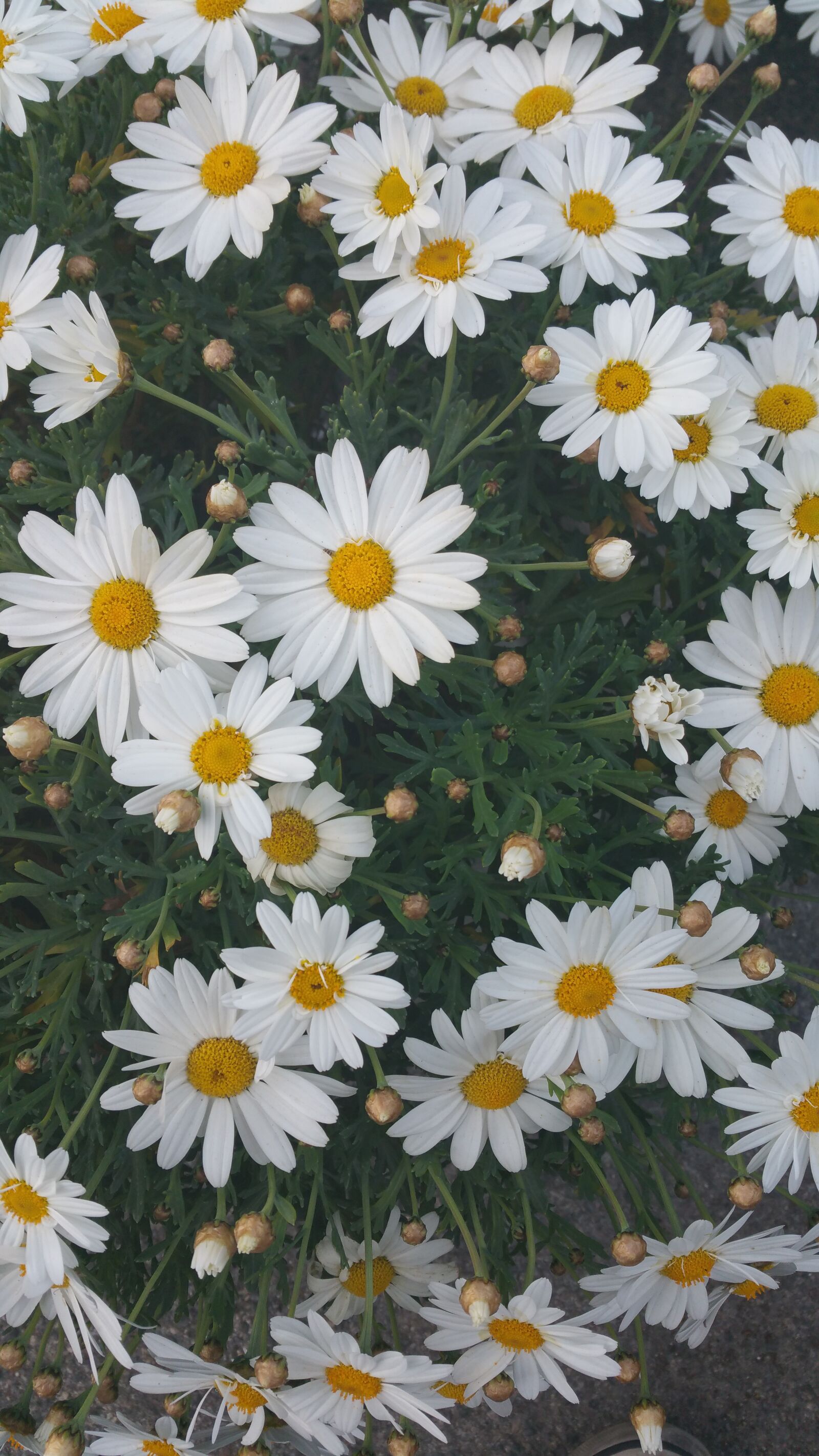 Samsung Galaxy Note4 sample photo. Daisies, flowers, prato photography