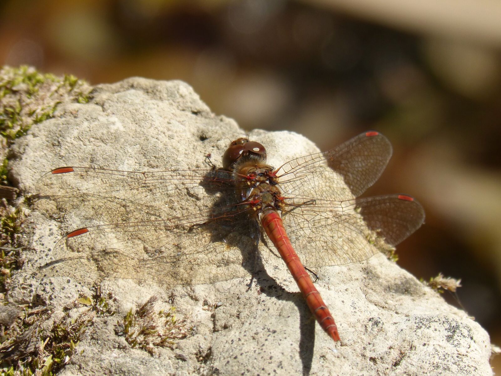 Panasonic DMC-FZ62 sample photo. Dragonfly, red dragonfly, rock photography