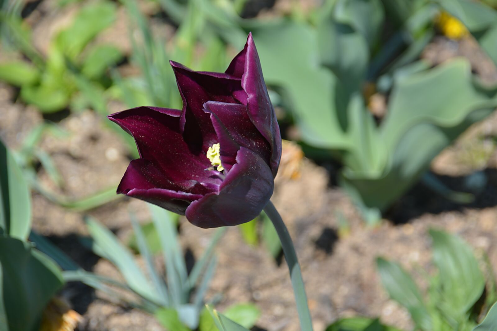 Nikon D5200 sample photo. Flower, tulip, petal photography