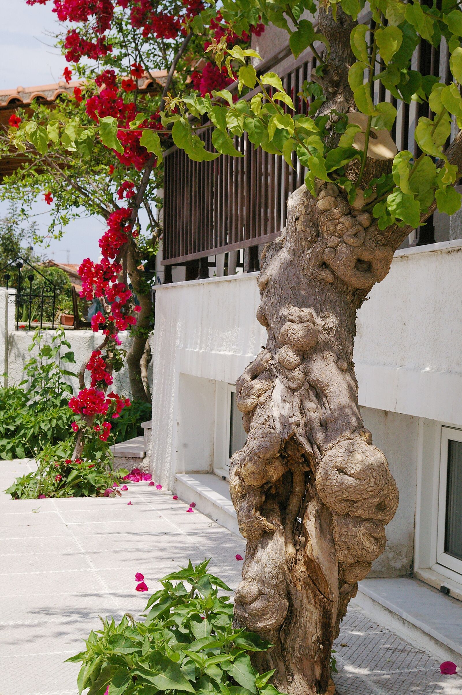 Pentax *ist DL2 sample photo. Climber plant, bougainvillea, four photography