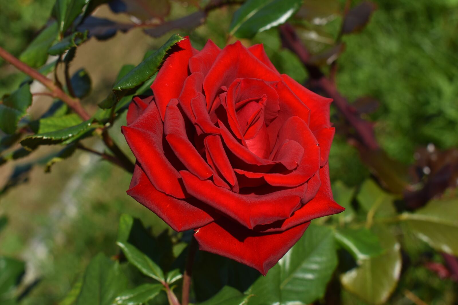 Nikon D3500 sample photo. Rose, flower, red photography