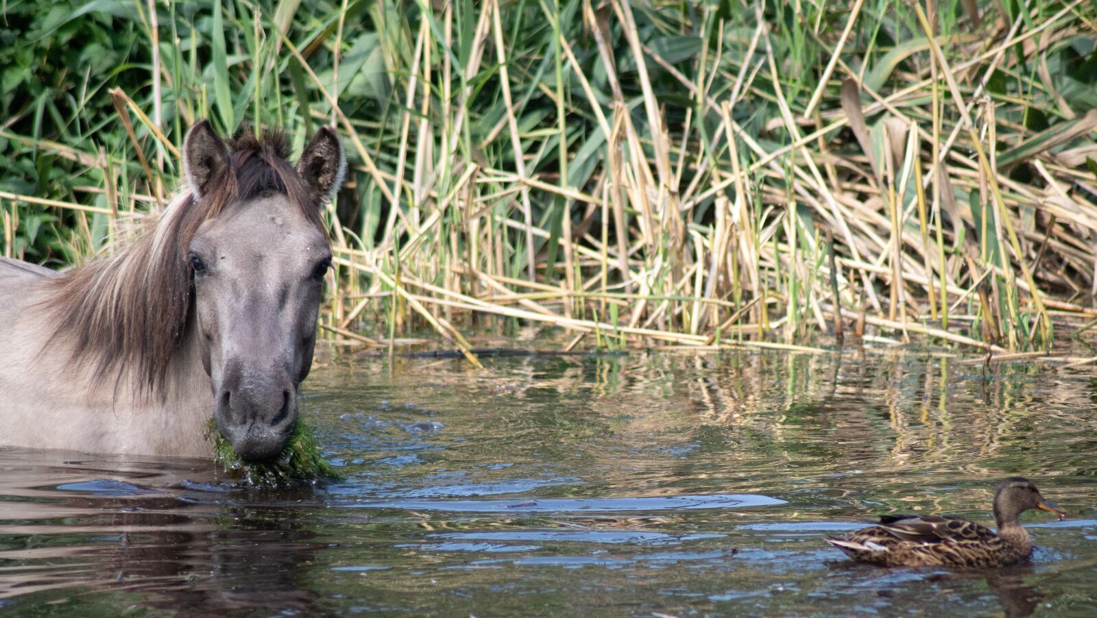 Sony ILCA-77M2 sample photo. Water, horse, duck photography