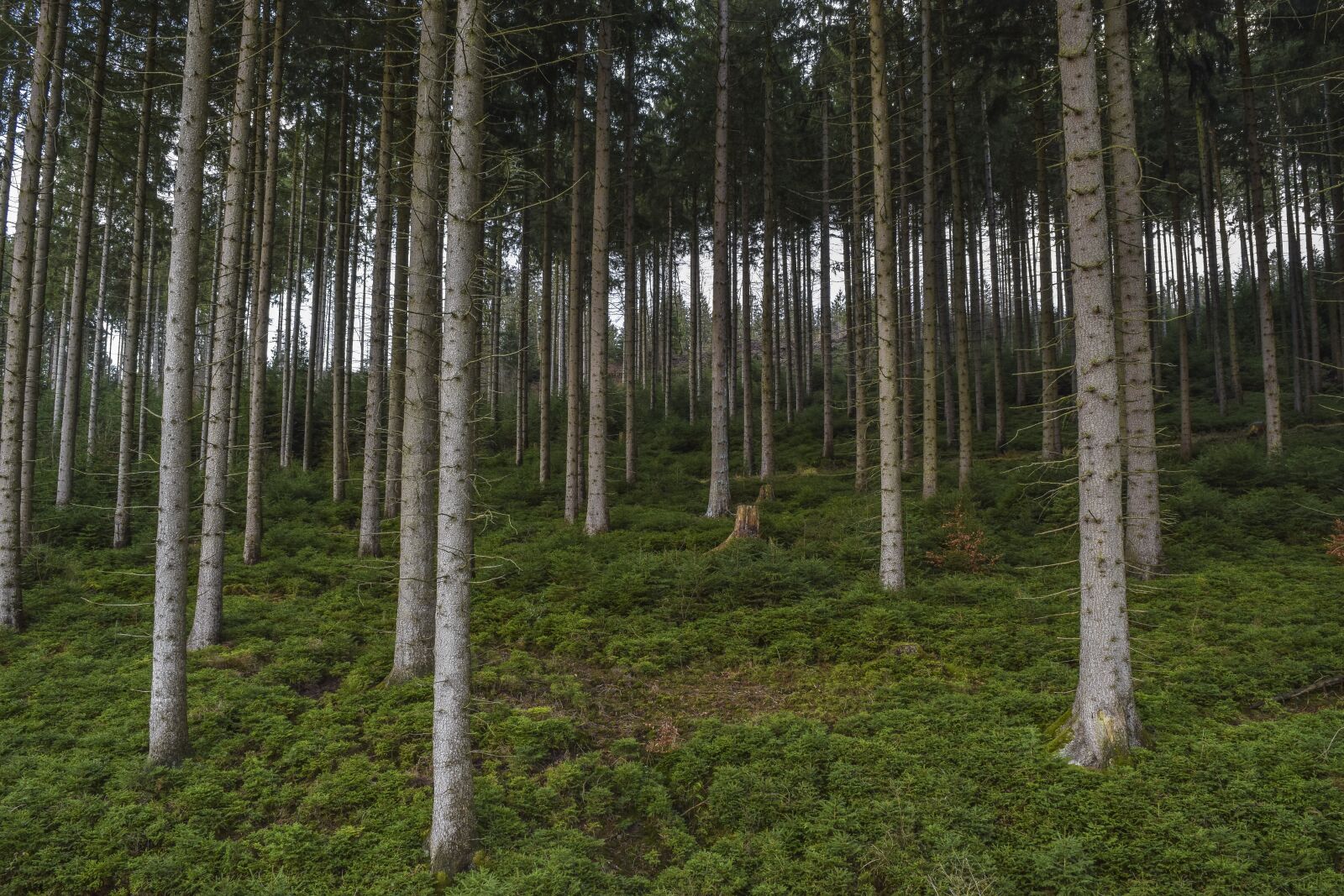 Nikon D3300 sample photo. Forest, nature, landscape photography