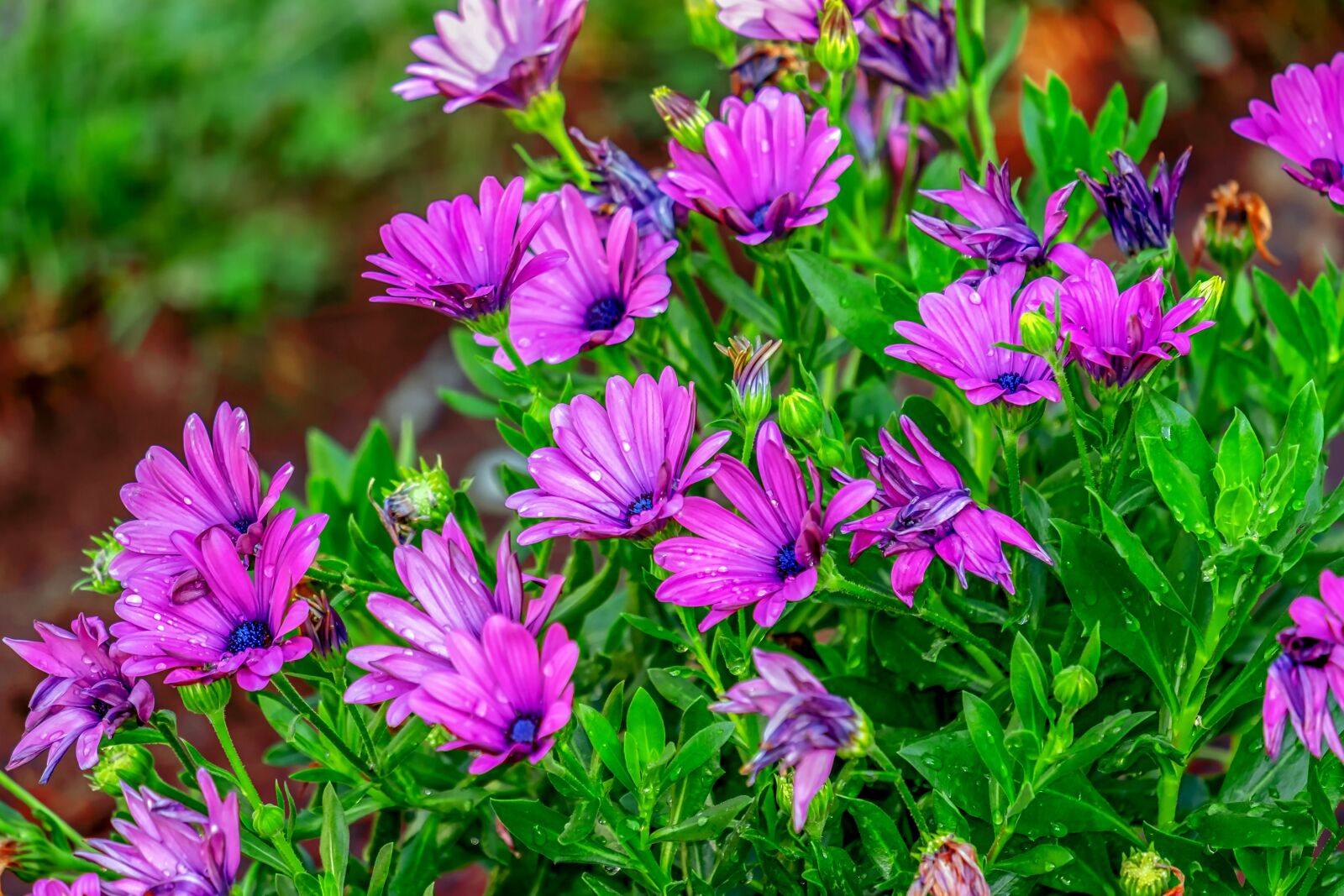 Fujifilm XF 55-200mm F3.5-4.8 R LM OIS sample photo. Bornholm marguerite, flowers, bloom photography