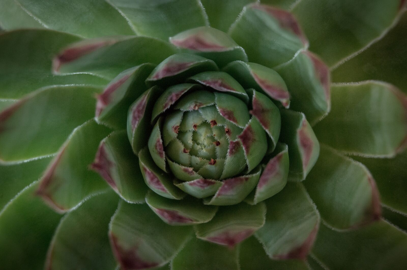 Nikon D3200 sample photo. Stonecrop, green, plant photography
