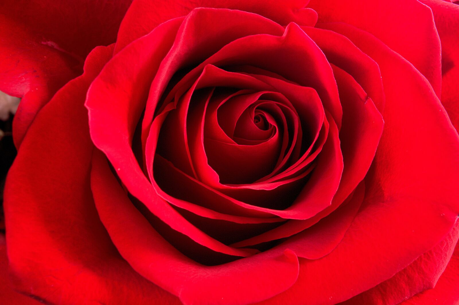 Nikon D7100 sample photo. Rose, red, flower photography