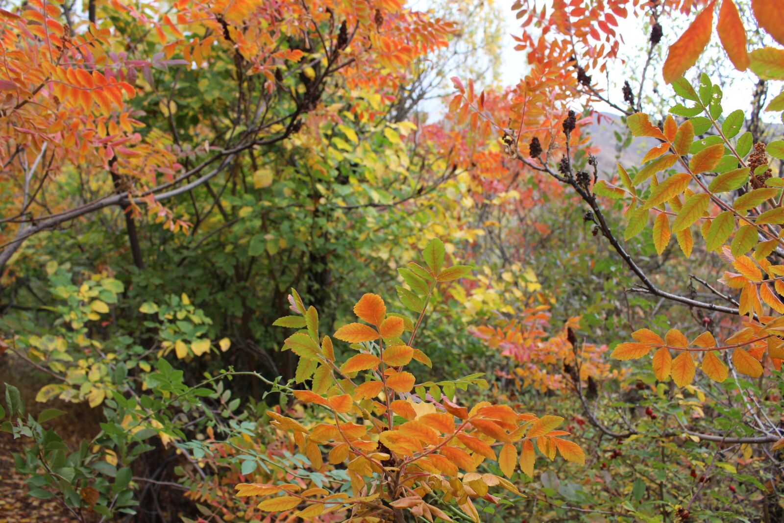 Canon EOS 700D (EOS Rebel T5i / EOS Kiss X7i) sample photo. Autumn, chehregan in autumn photography