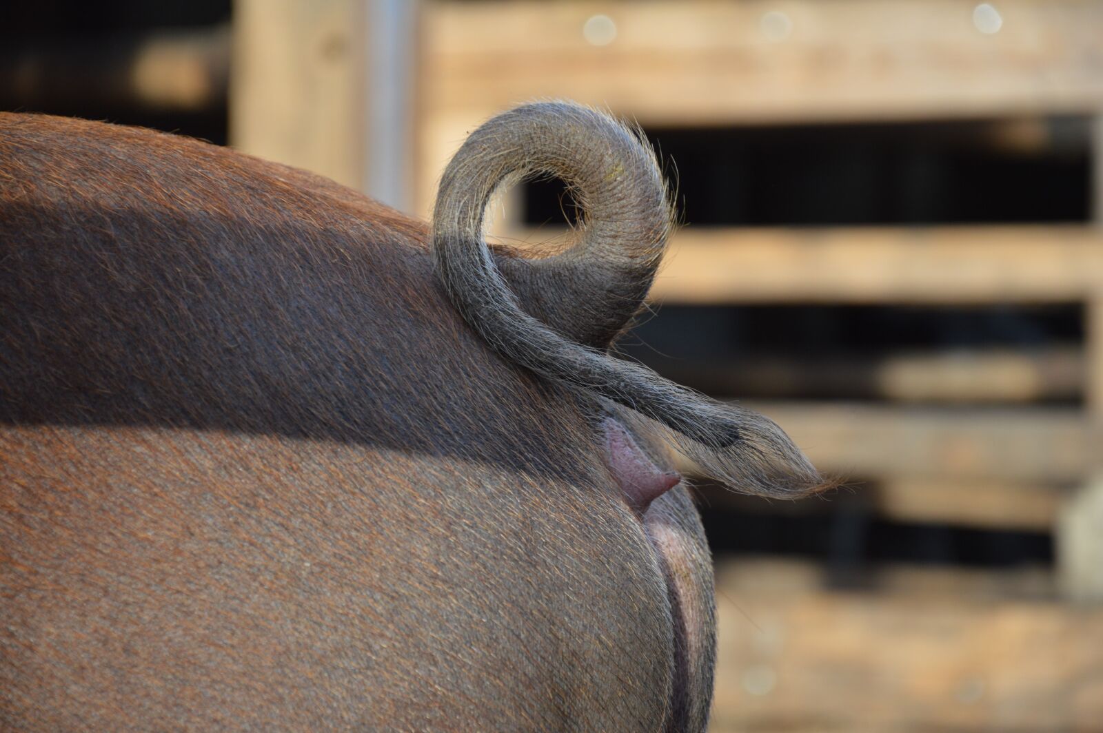 Nikon D3200 sample photo. Pig, pig rings, pig's photography