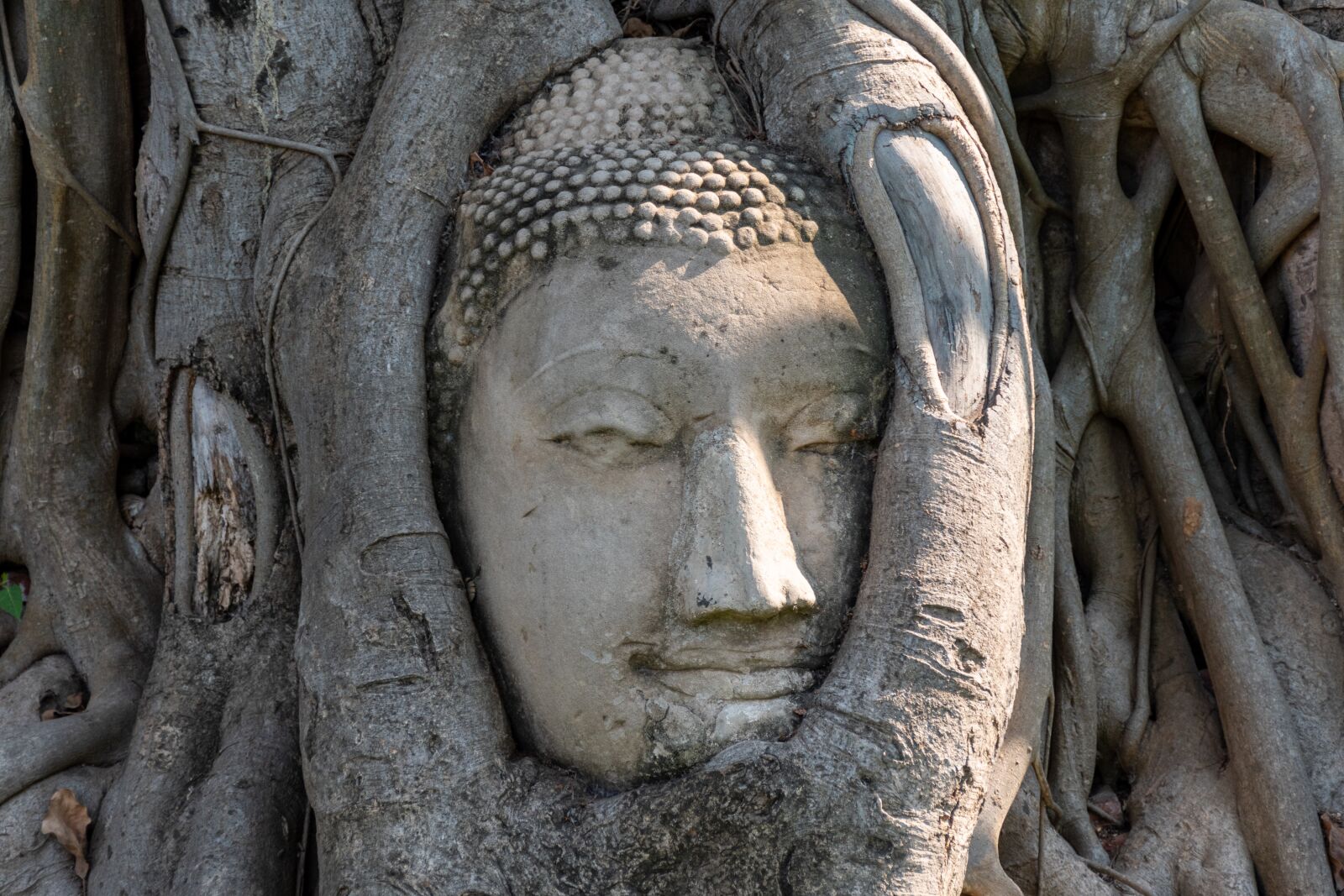 Nikon D5600 sample photo. Buddha, head, statue photography
