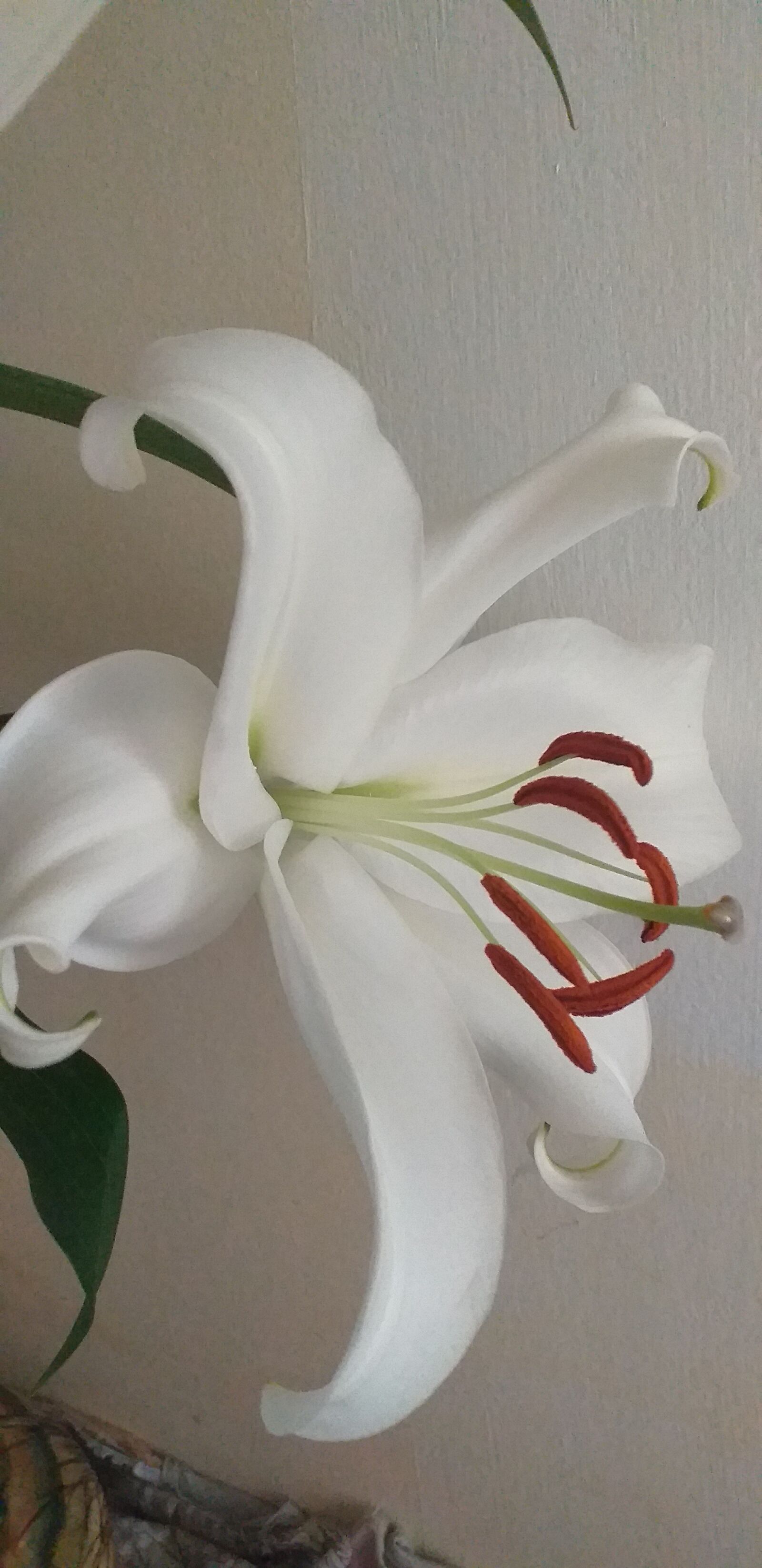 Samsung Galaxy J4+ sample photo. Bloom, lily, nature photography