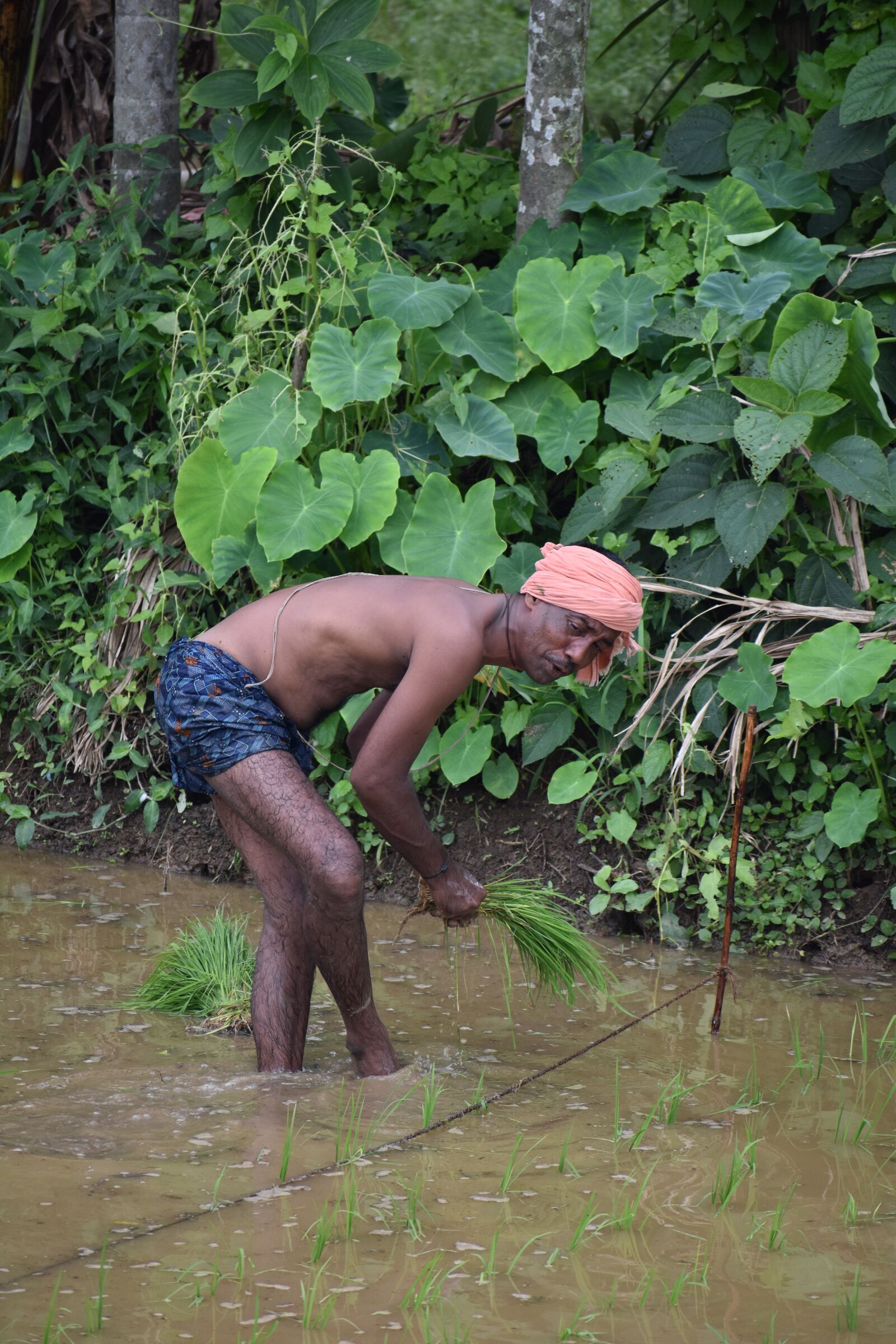 Nikon D3400 sample photo. Rice, farmer in transplanting photography