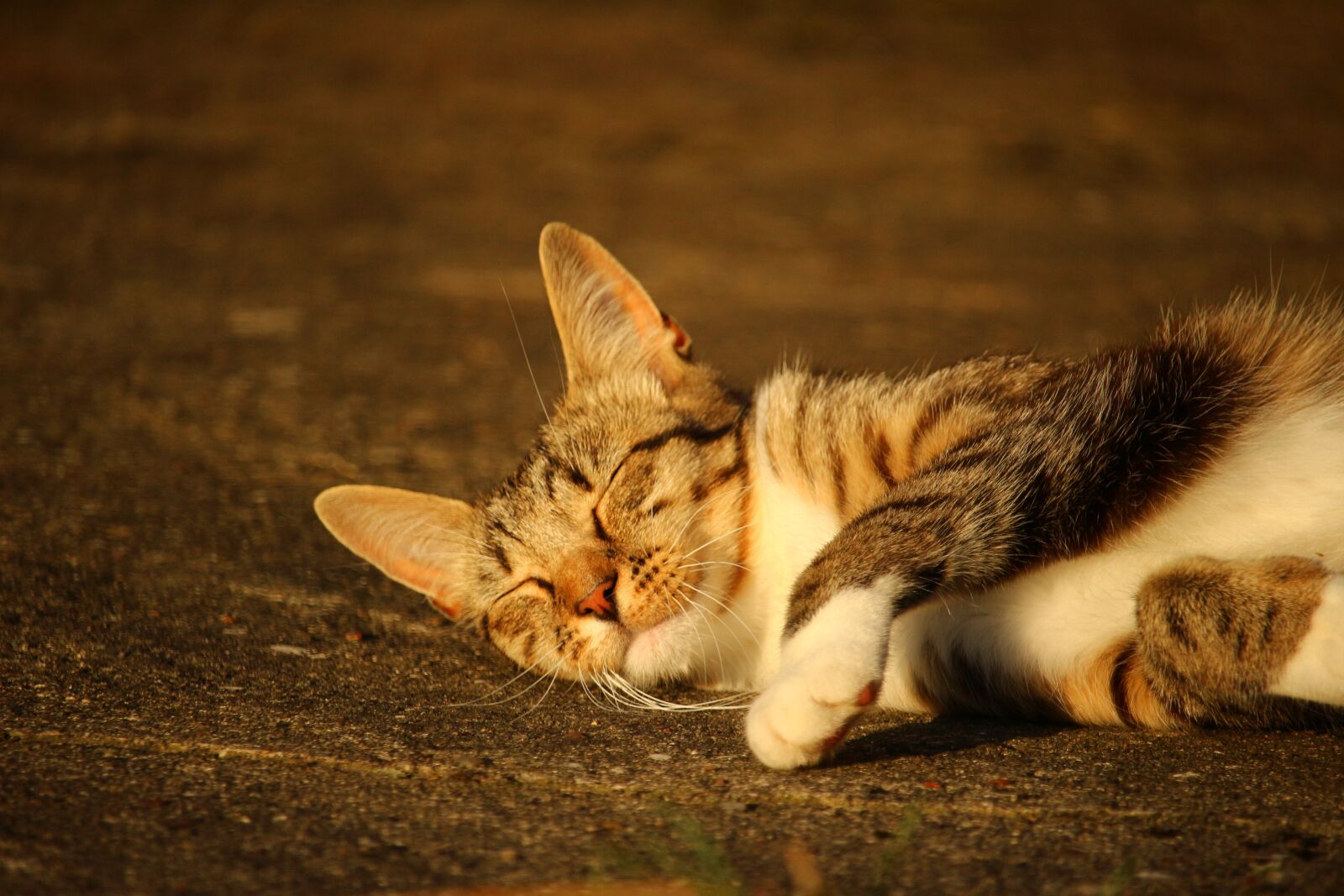 Canon EOS 100D (EOS Rebel SL1 / EOS Kiss X7) sample photo. Cat, kitten, mackerel photography