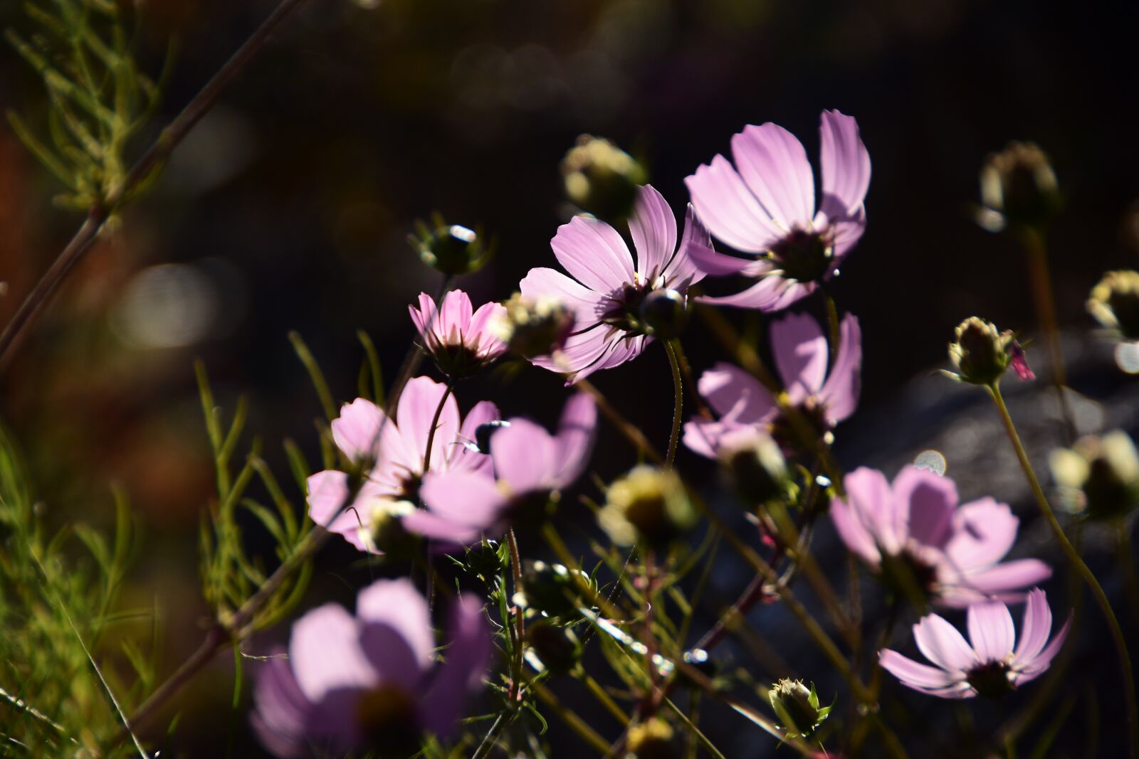 Nikon D7200 sample photo. Flowers, nature, plants photography