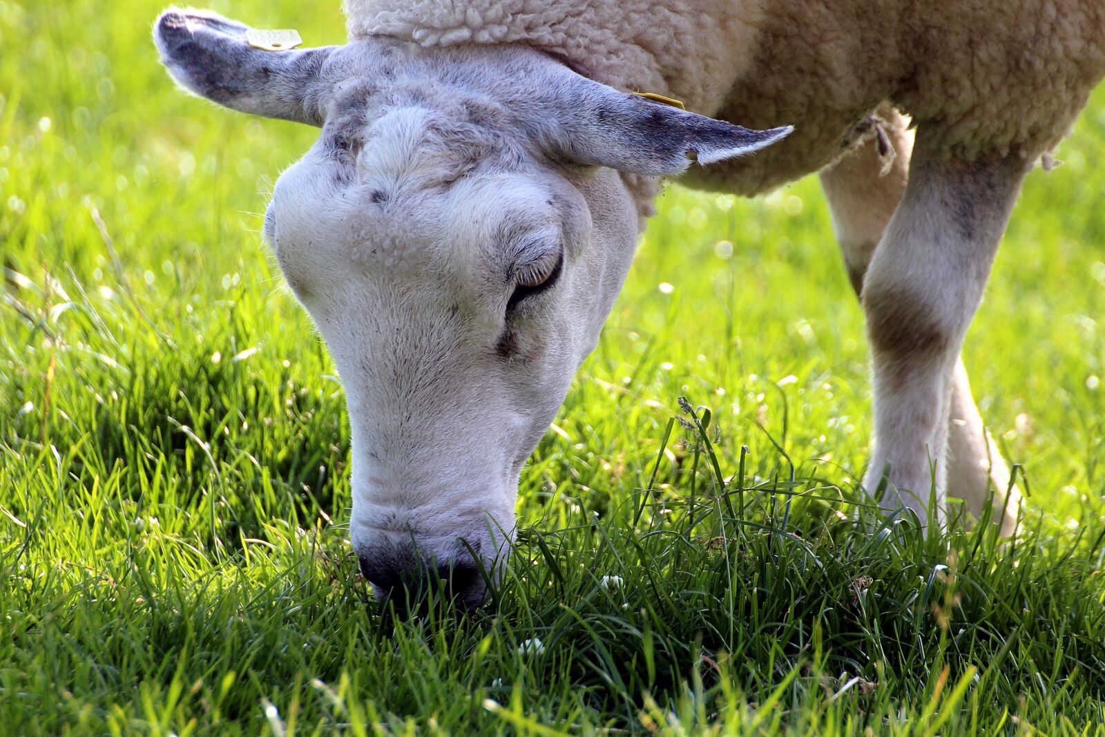 Canon EOS 600D (Rebel EOS T3i / EOS Kiss X5) sample photo. Sheep, cheerful, happy photography