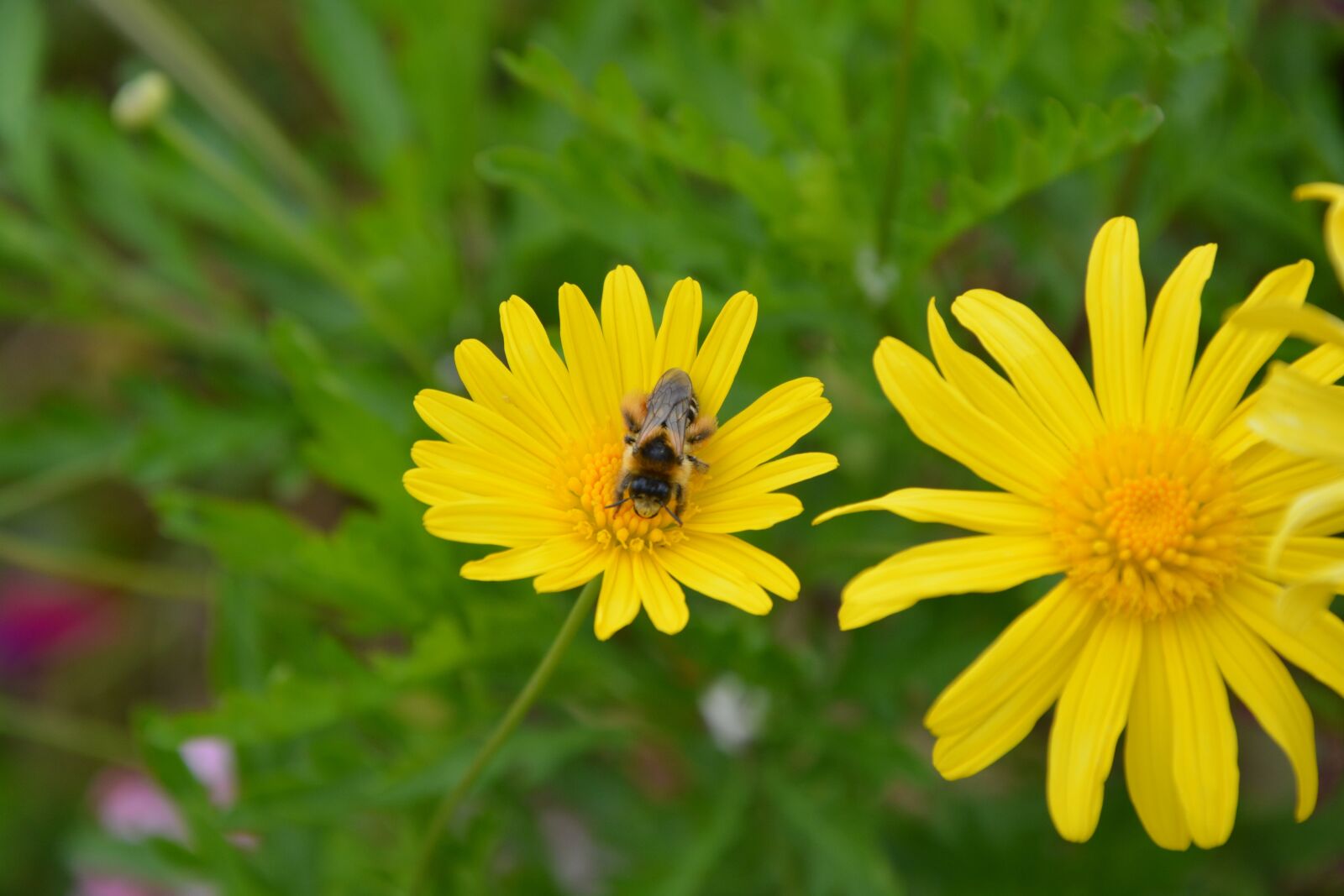 Nikon D5200 sample photo. Bee, insect, yellow flower photography