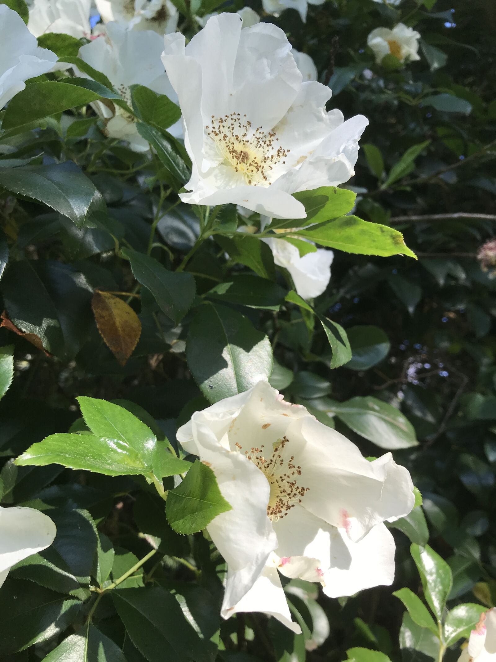 iPhone 7 Plus back dual camera 3.99mm f/1.8 sample photo. Cherokee, rose, in photography