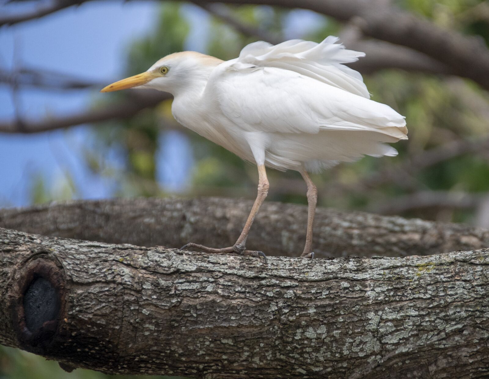 Nikon D850 sample photo. Bird, sea bird, wildlife photography