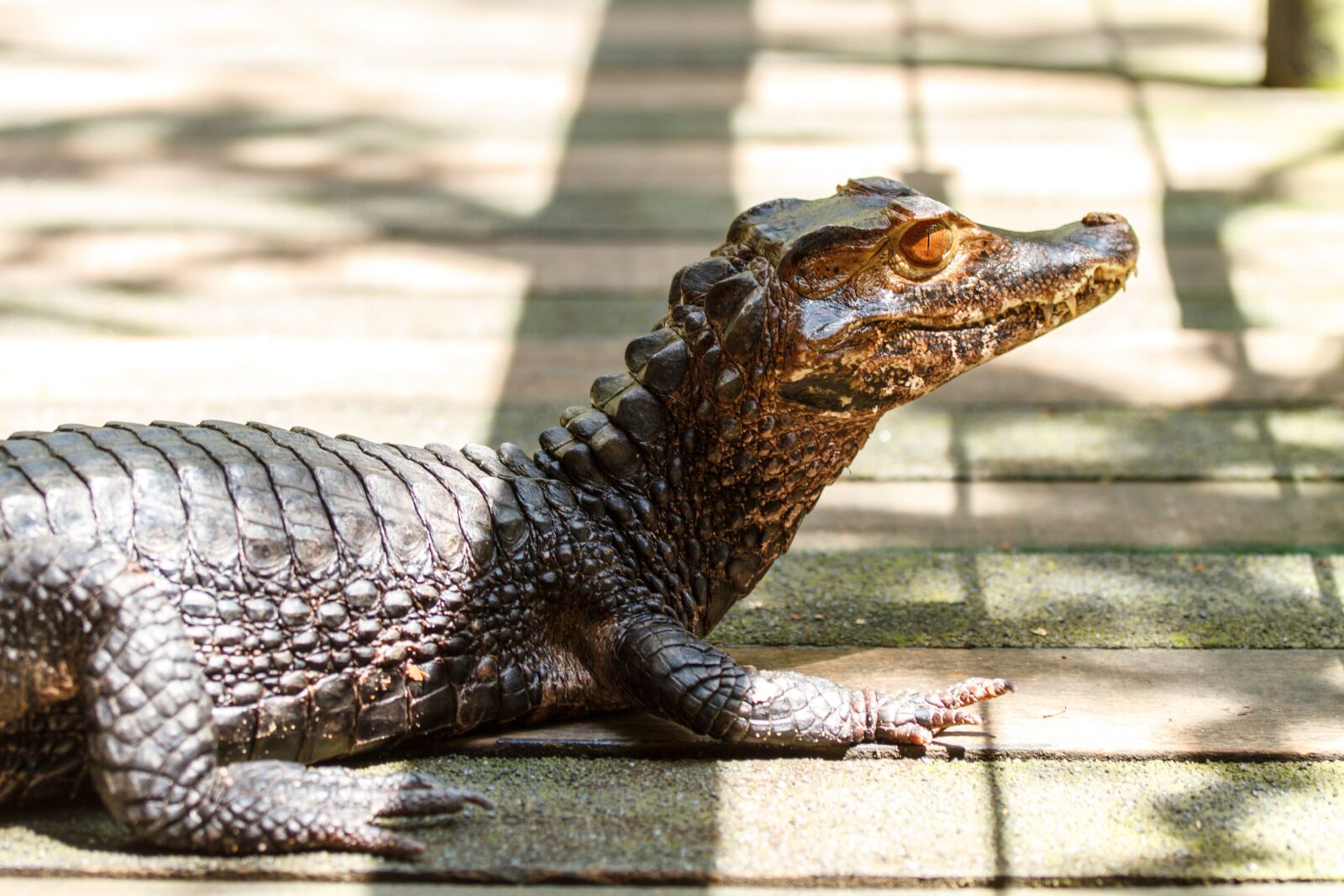 Canon EOS 7D + Canon EF 70-200mm F4L IS USM sample photo. Zoo, animal, nature photography
