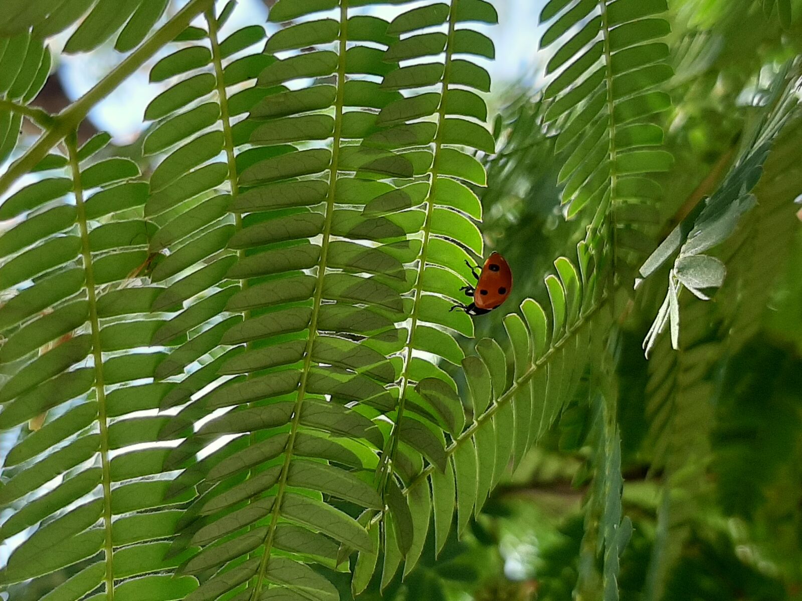 Samsung Galaxy A50 sample photo. Ladybug, insect, greens photography