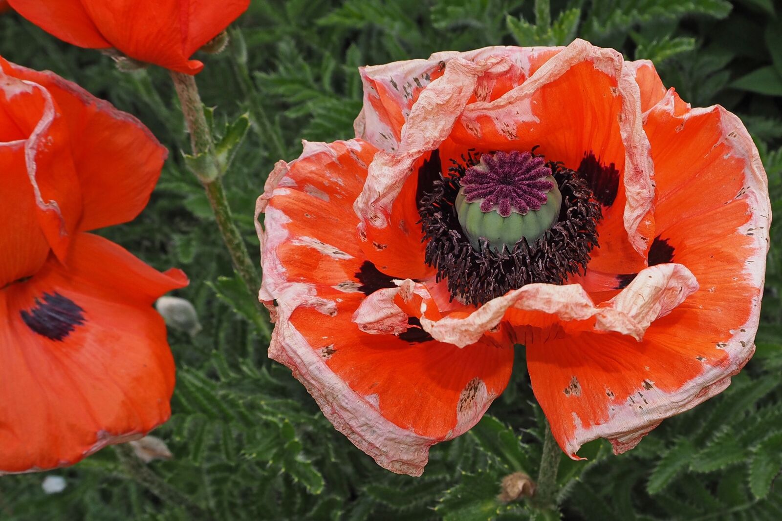 Olympus OM-D E-M10 sample photo. Poppy, blossom, bloom photography