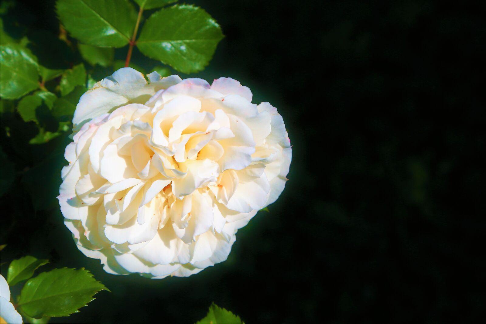 Canon EOS 5D Mark III sample photo. Rose, white, spring photography