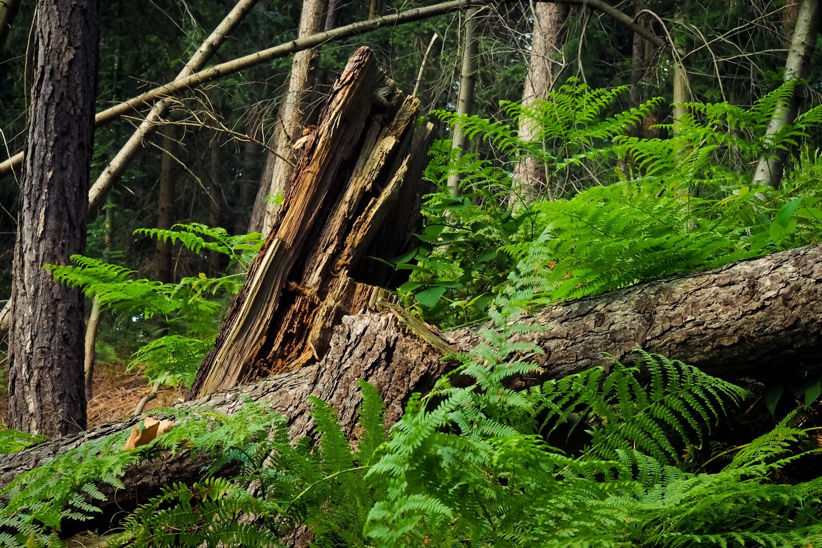 Olympus OM-D E-M10 sample photo. Forest, trees, branches photography