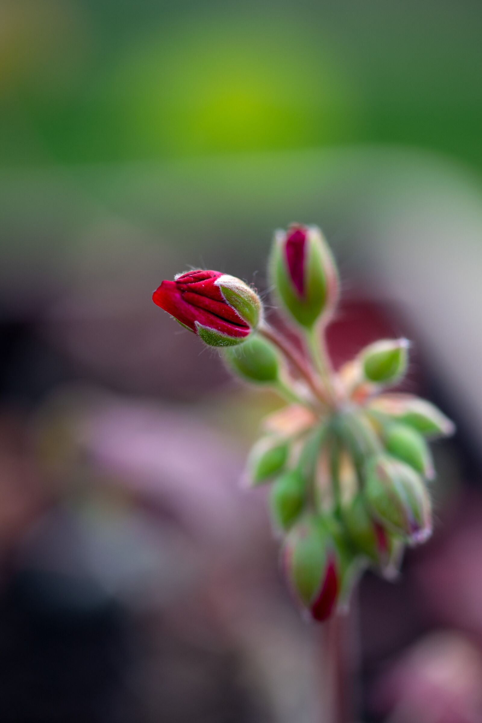 Nikon D5300 sample photo. Bud, nutmeg, flower photography