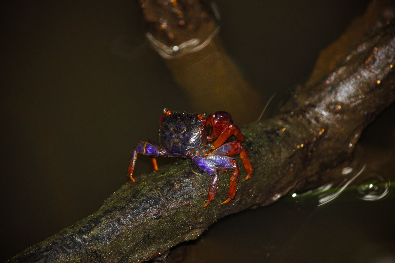 Canon EOS 600D (Rebel EOS T3i / EOS Kiss X5) sample photo. Crab, crustaceans, seafood photography