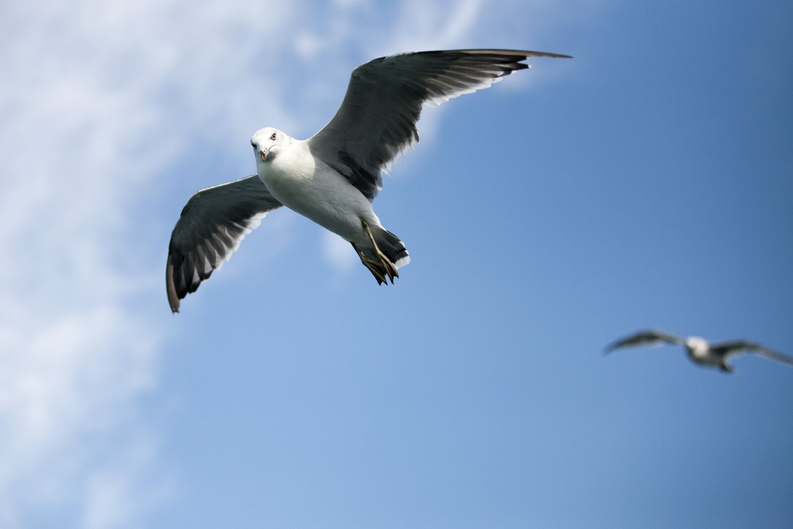 Canon EOS 5D sample photo. Seagull, sea, times photography
