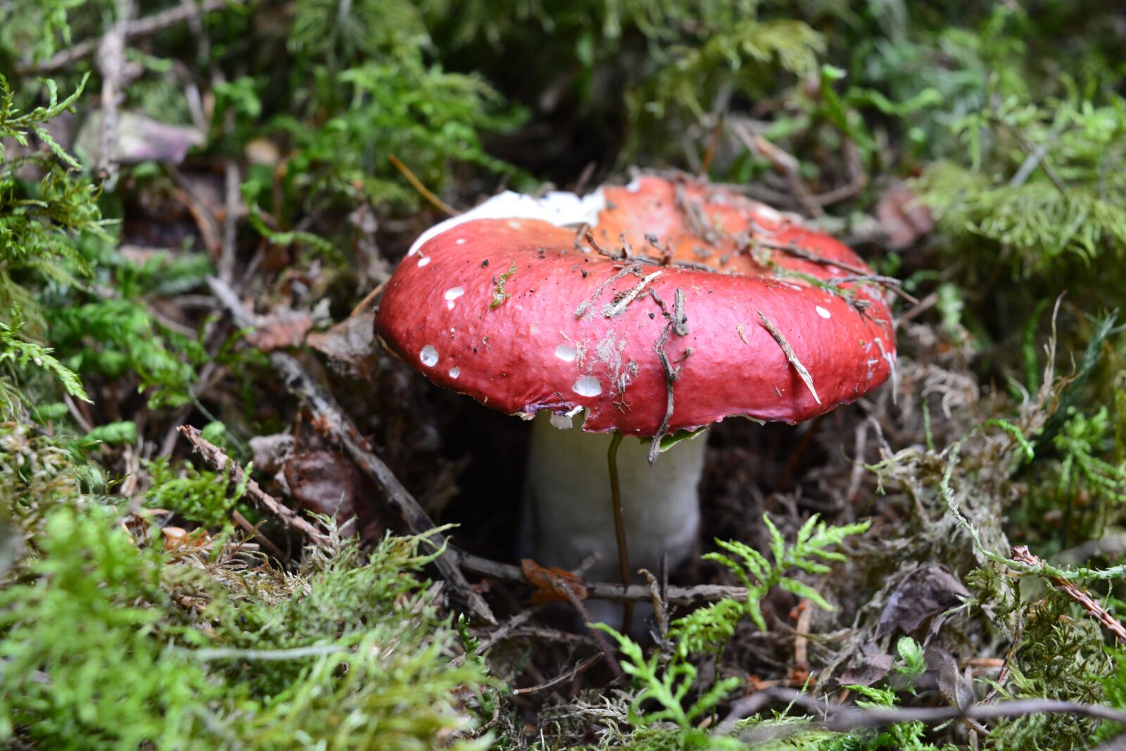 Nikon D5200 sample photo. Toadstool once, toxic fungus photography