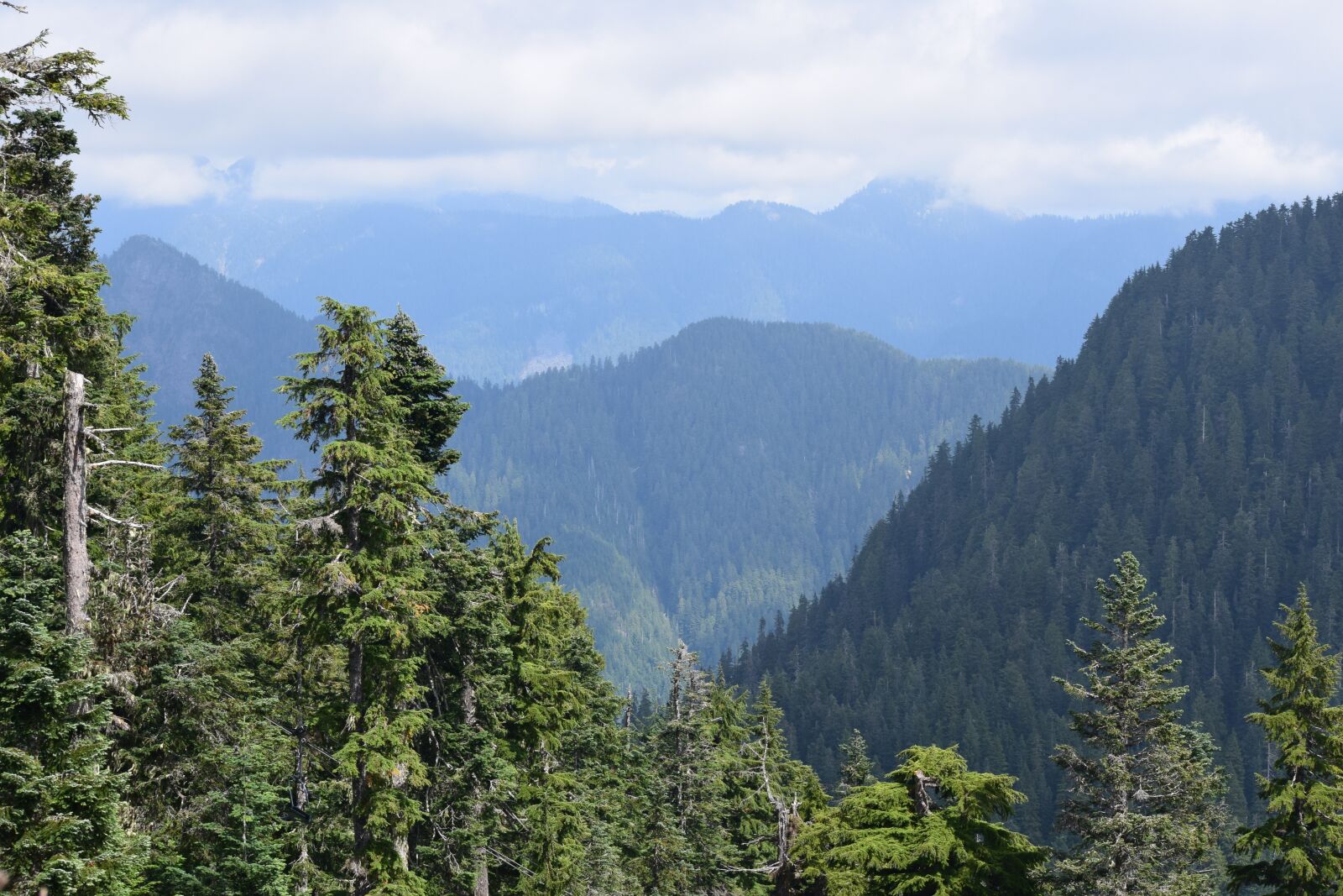 Nikon D5300 sample photo. Nature, trees, travel photography