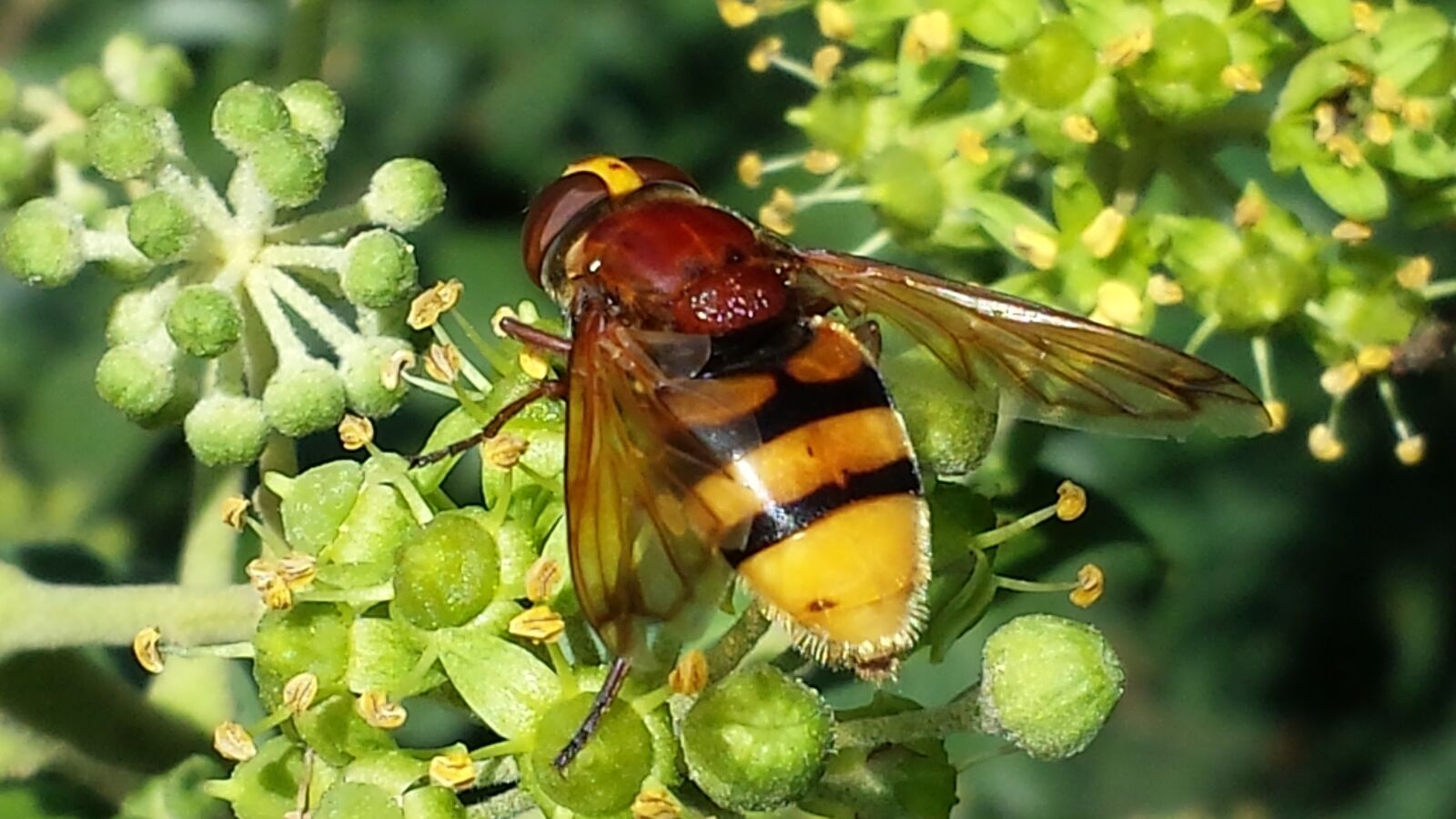 Samsung Galaxy S4 sample photo. Hoverfly, insect, nature photography