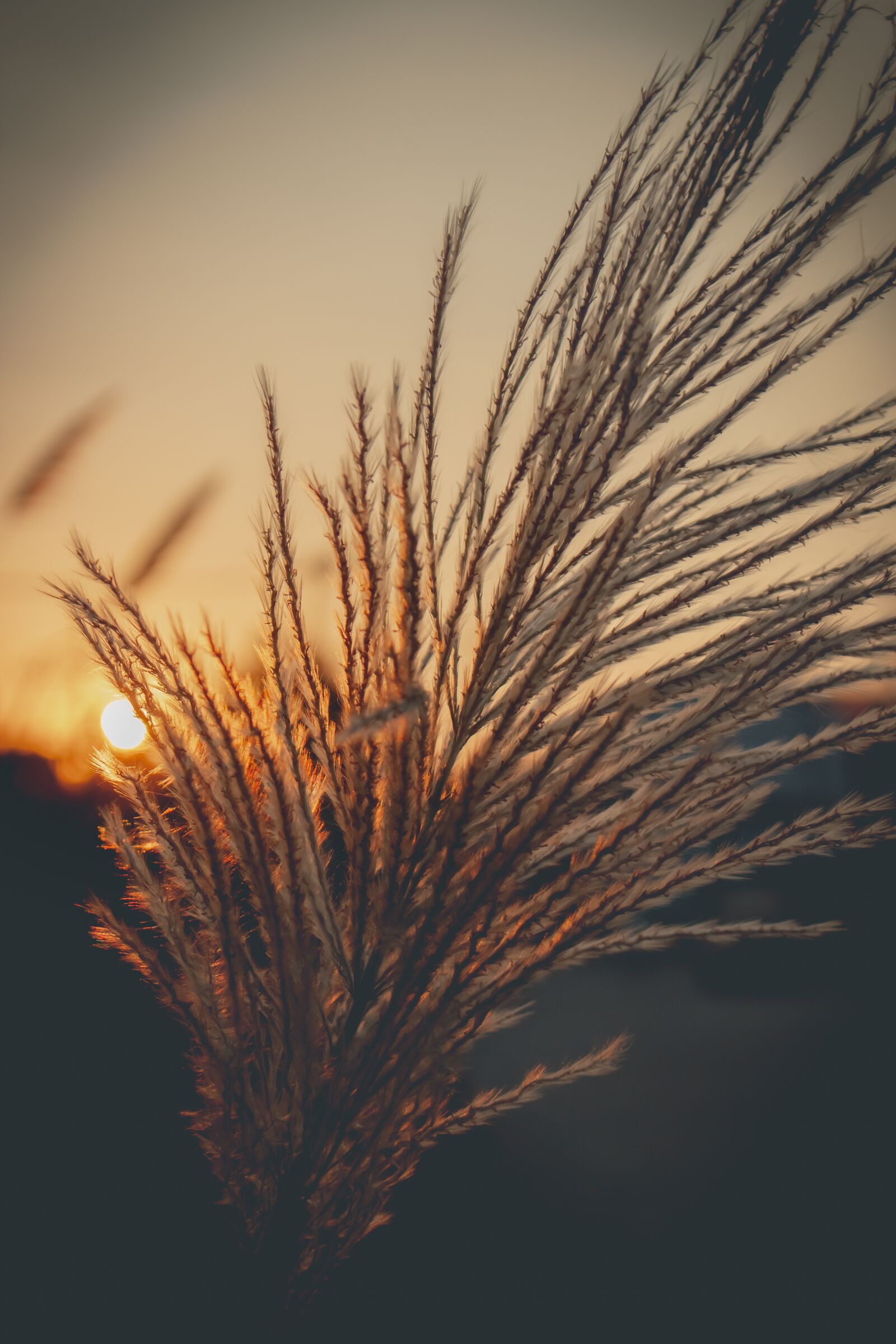 Canon EOS 700D (EOS Rebel T5i / EOS Kiss X7i) sample photo. Sky, west, grass photography