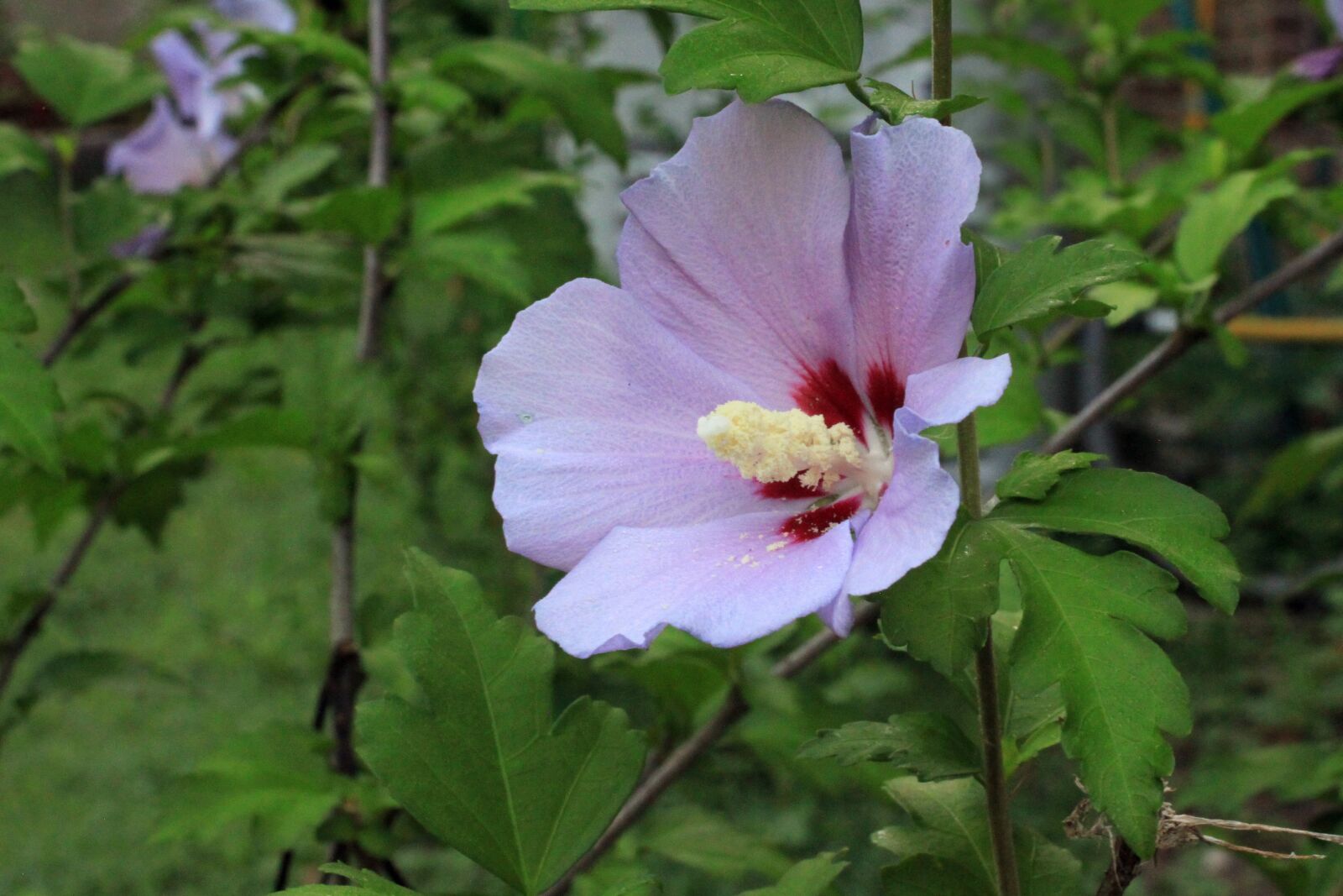 Canon EOS 500D (EOS Rebel T1i / EOS Kiss X3) sample photo. Rose, sharon, rose of photography