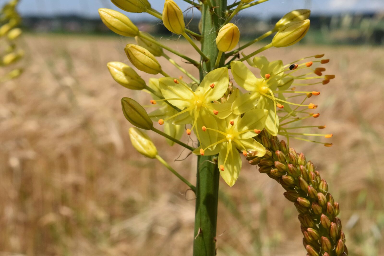 Nikon D3300 sample photo. Flora, summer, nature, wildflower photography