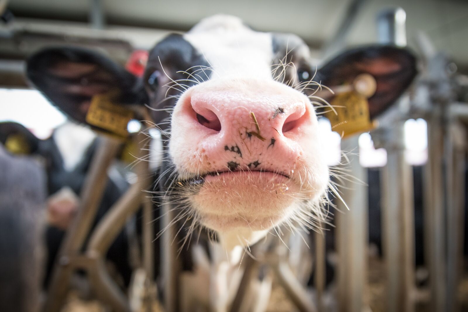 Nikon D750 sample photo. Milk cow, cow, beef photography
