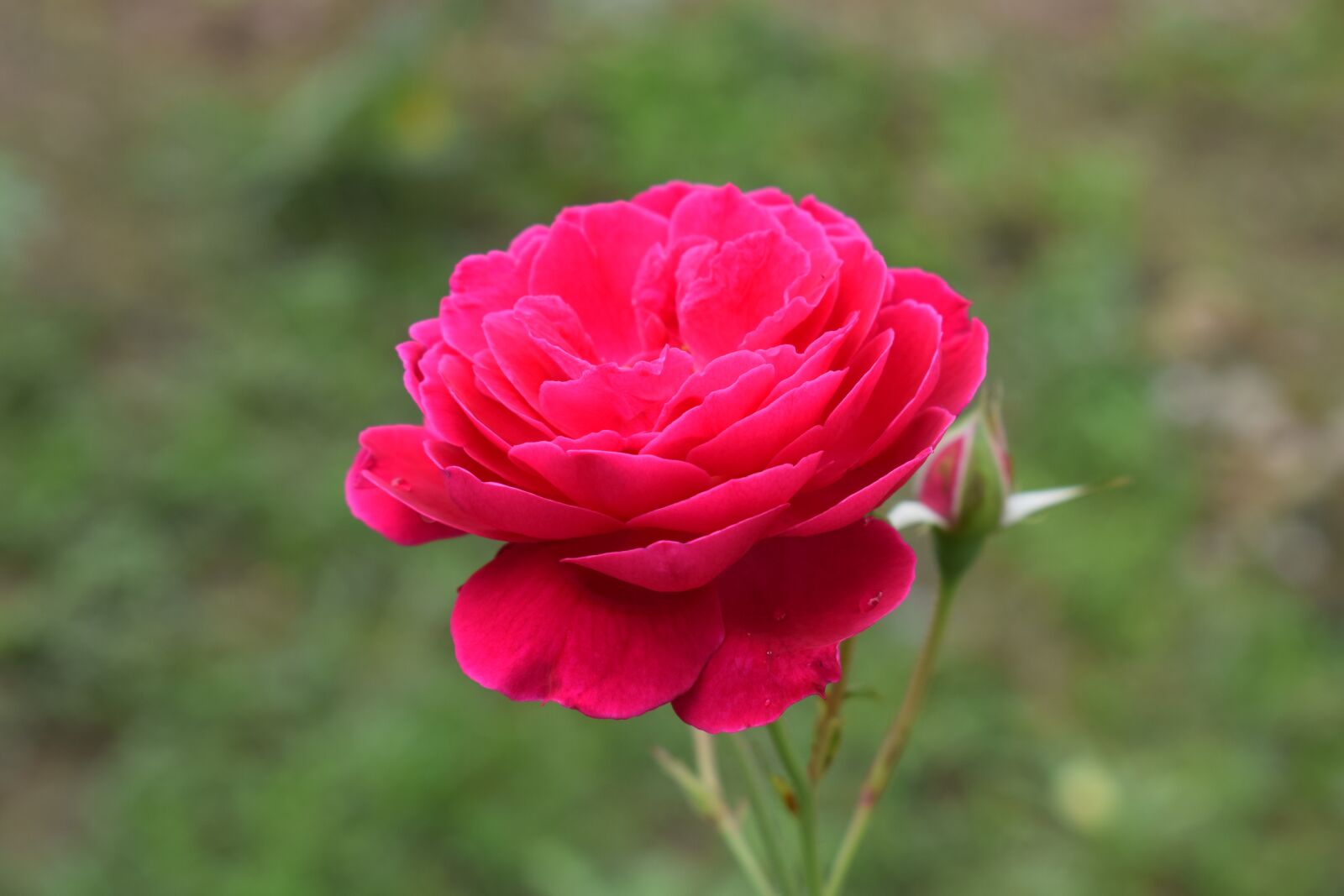 Nikon D3300 sample photo. Rose, pink, flower photography